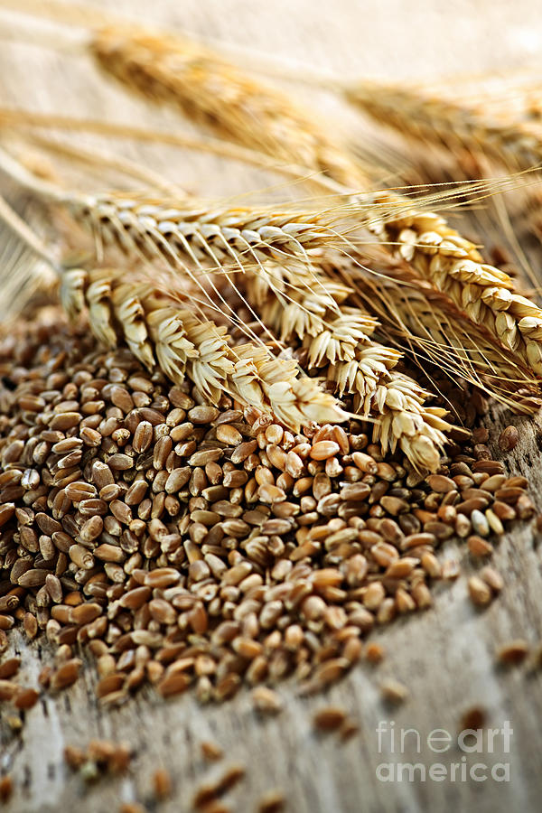 Wheat ears and grain 3 Photograph by Elena Elisseeva
