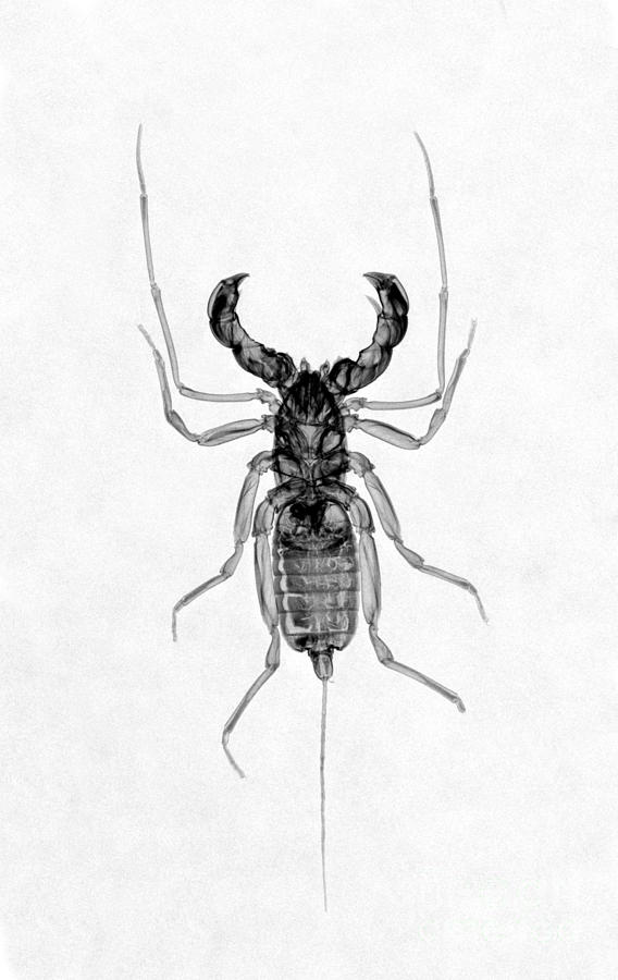 Whipscorpion X-ray #2 Photograph by Ted Kinsman