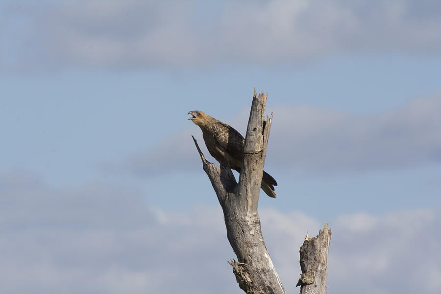 Nature Photograph - Whistling Kite #2 by Douglas Barnard