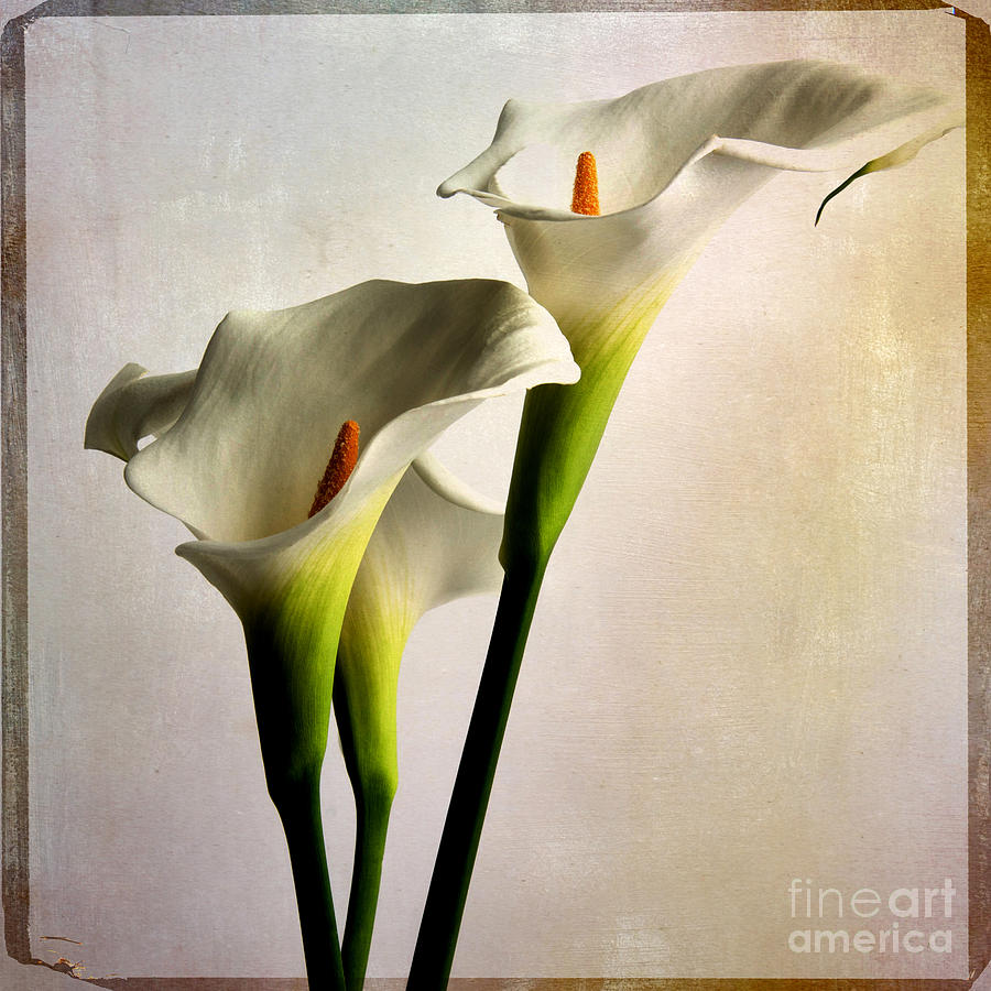 Up Movie Photograph - White arums  #2 by Bernard Jaubert
