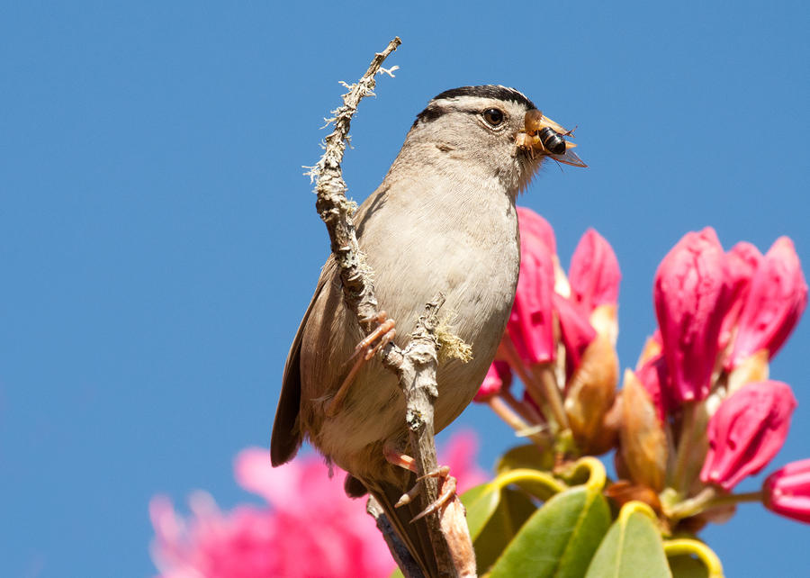 White crowned sparrow #2 Photograph by Celine Pollard
