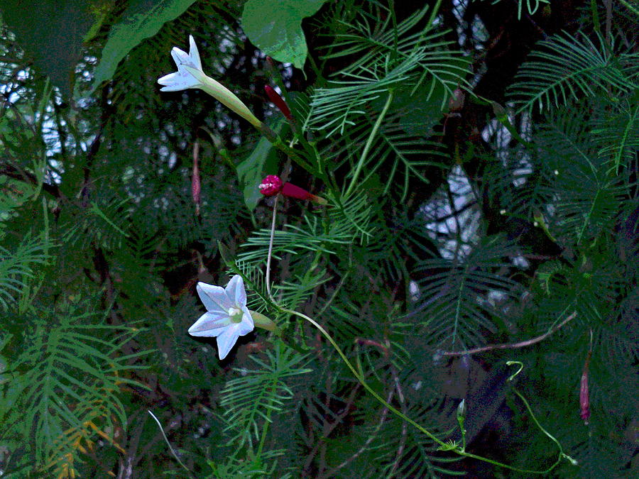 2 White Cypress Vine Blossoms on Lattice Photograph by Padre Art