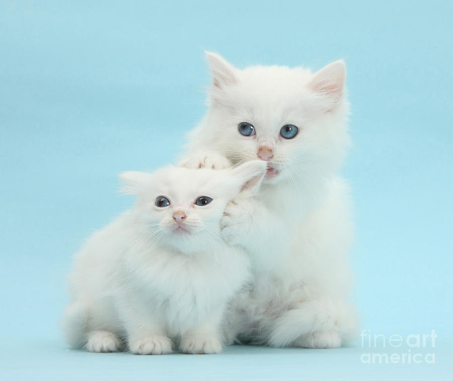 White Kittens Photograph by Mark Taylor