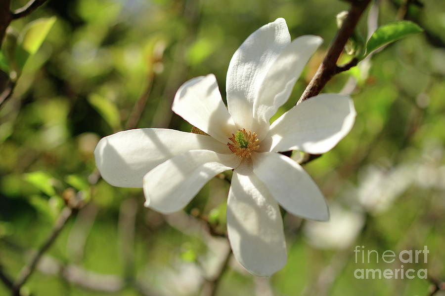 White Magnolia Photograph by Dariusz Gudowicz