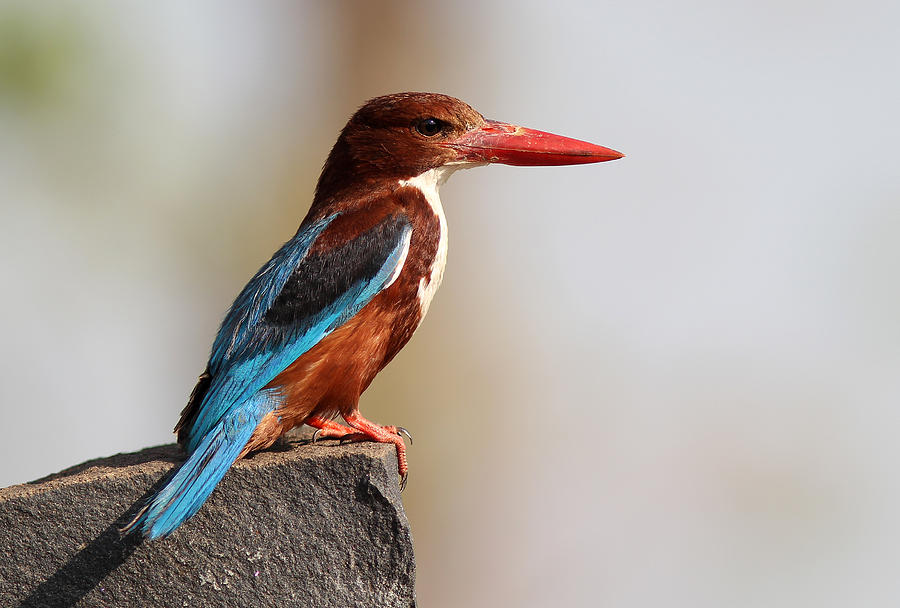 Kingfisher Photograph - White-throated Kingfisher by Sandeep Gangadharan
