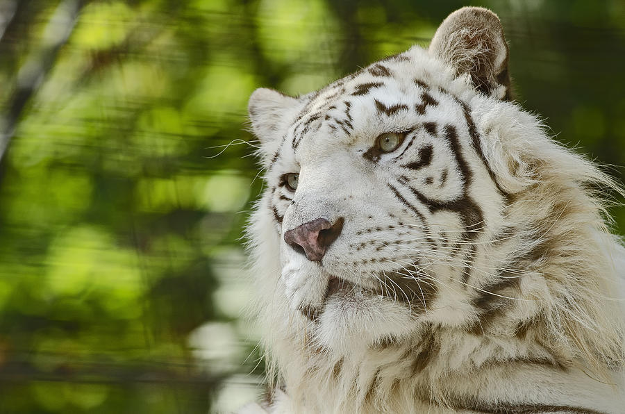 White Tiger #3 Photograph by JT Lewis