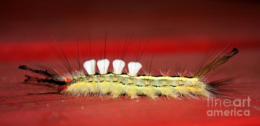 White Tussock Caterpillar #2 Photograph by Barbara McMahon