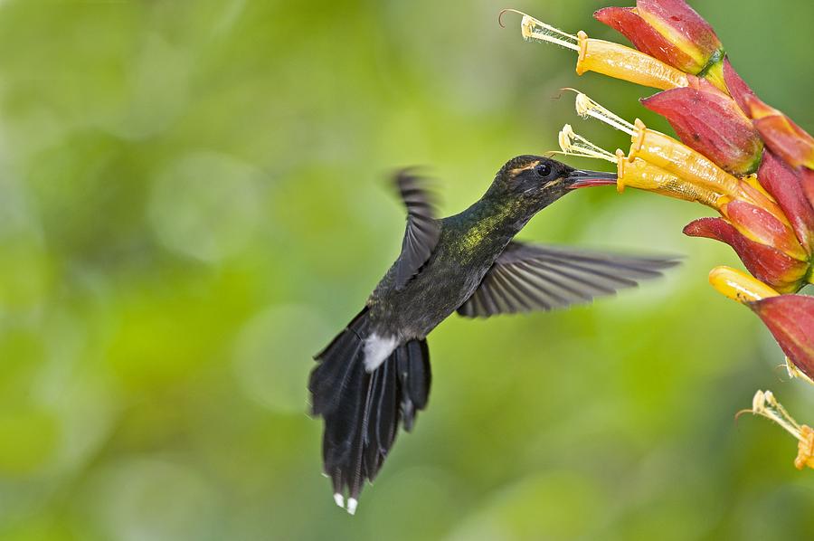 Feather Photograph - White-whiskered Hermit Hummingbird #2 by Tony Camacho
