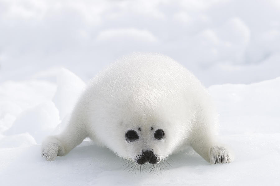 Whitecoat Harp Seal Pup Photograph by Daisy Gilardini