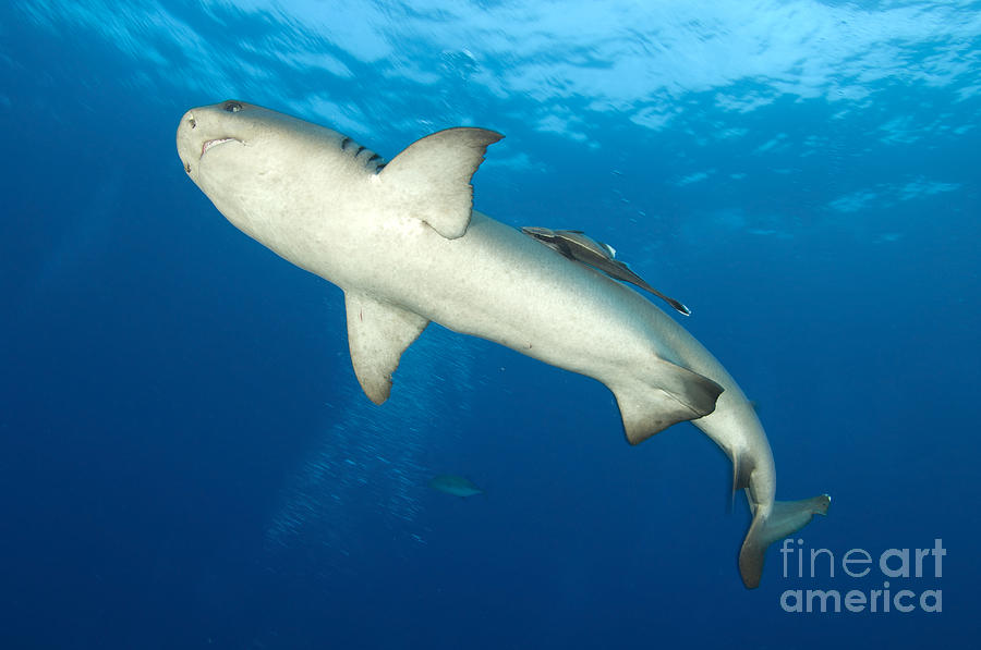 Whitetip Reef Shark, Kimbe Bay, Papua #2 Photograph by Steve Jones