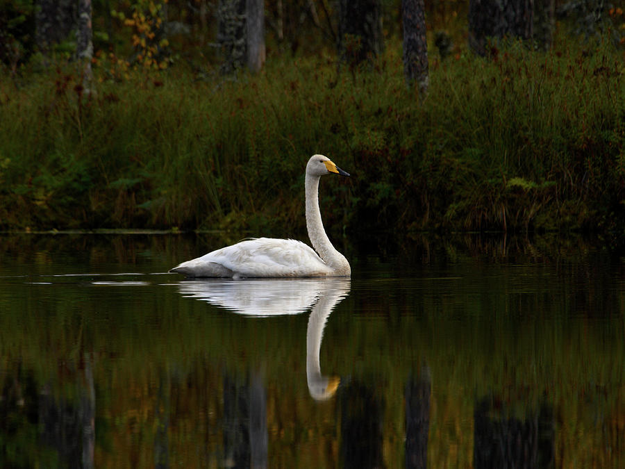 Whooper swan in the low light Photograph by Jouko Lehto