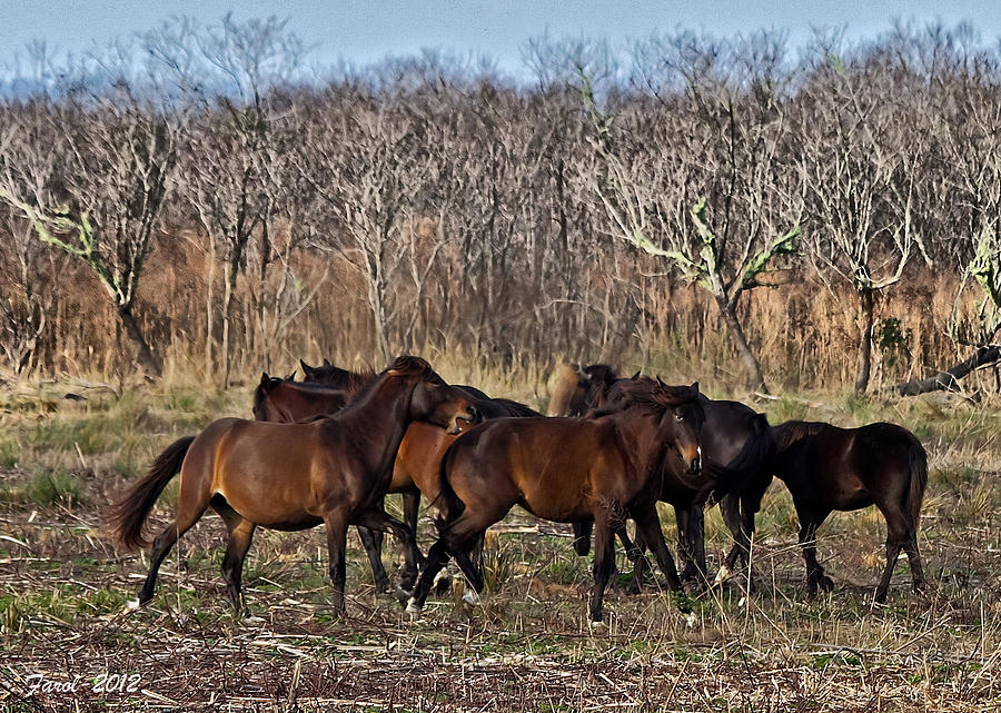 Wild Horses Photograph by Farol Tomson