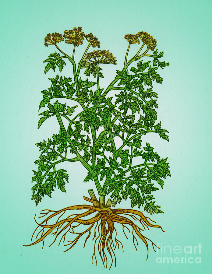 Wild Parsley #2 Photograph by Science Source