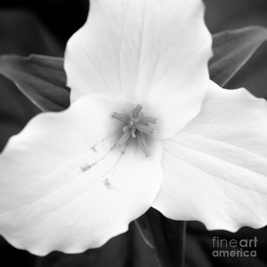 Flower Photograph - Wild Trillium #2 by The Trillium Guy