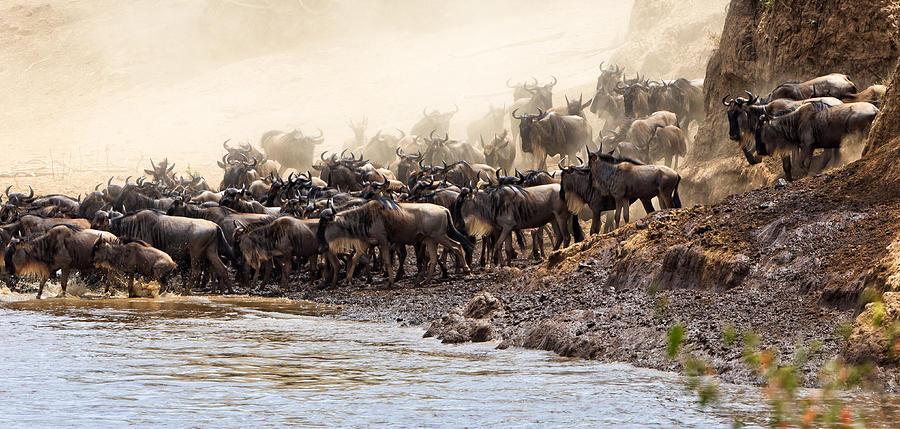 Wildebeest before the Crossing #3 Photograph by Perla Copernik