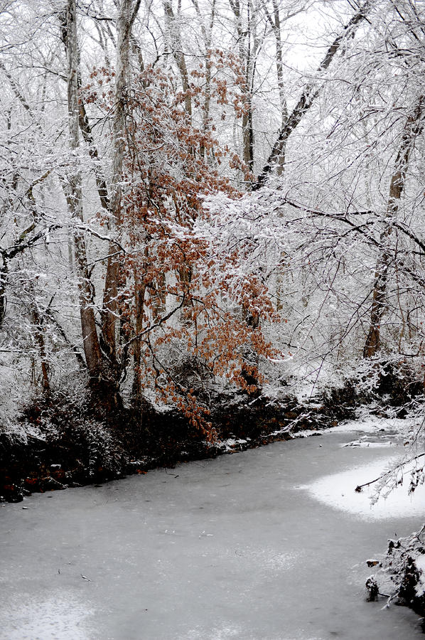 Nj Photograph - Winter Storm #2 by Frank DiGiovanni