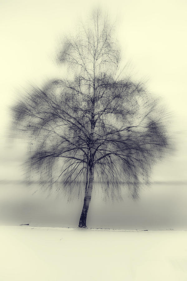 Winter Photograph - Winter Tree #2 by Joana Kruse
