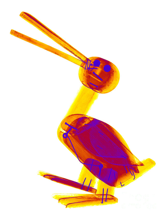 Duck Photograph - X-ray Of A Wooden Duck Toy #3 by Ted Kinsman