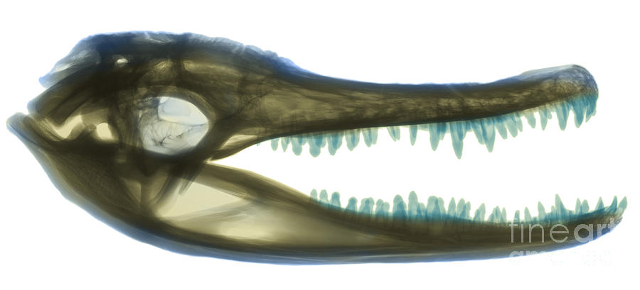 Alligator Photograph - X-ray Of American Alligator #5 by Ted Kinsman