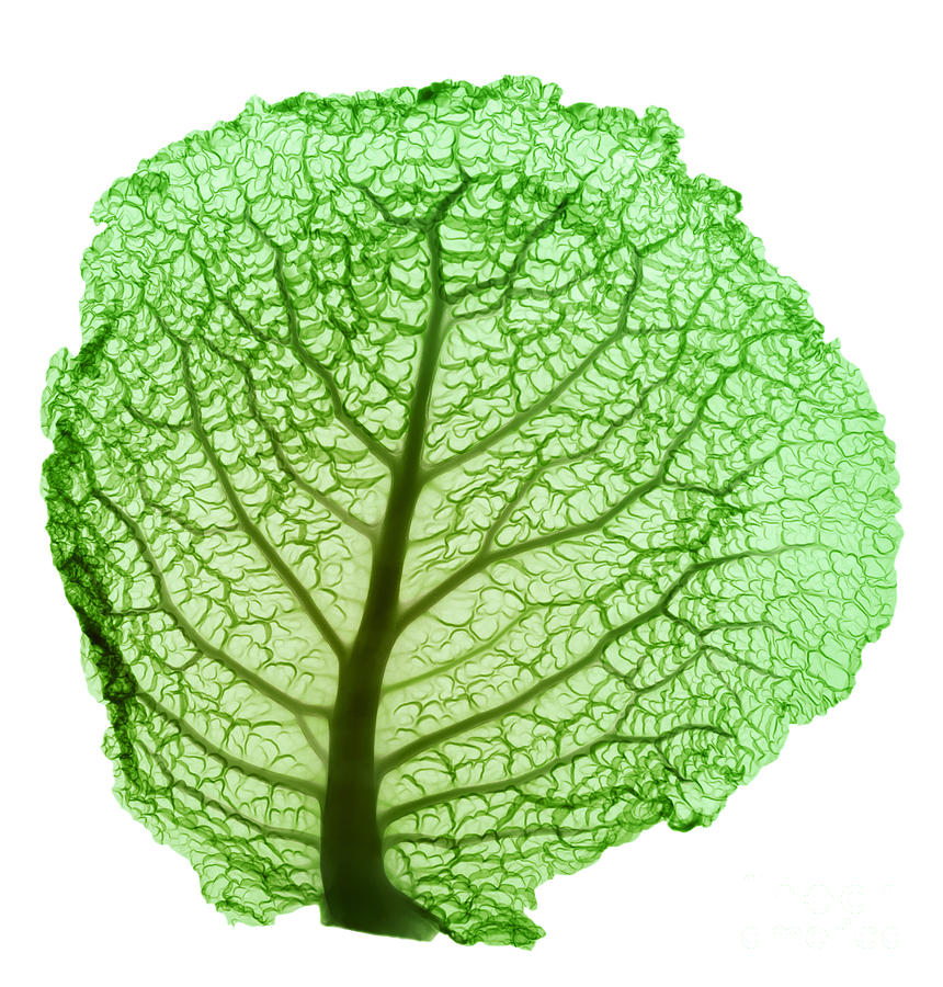 X-ray Of Cabbage Leaf #3 Photograph by Ted Kinsman