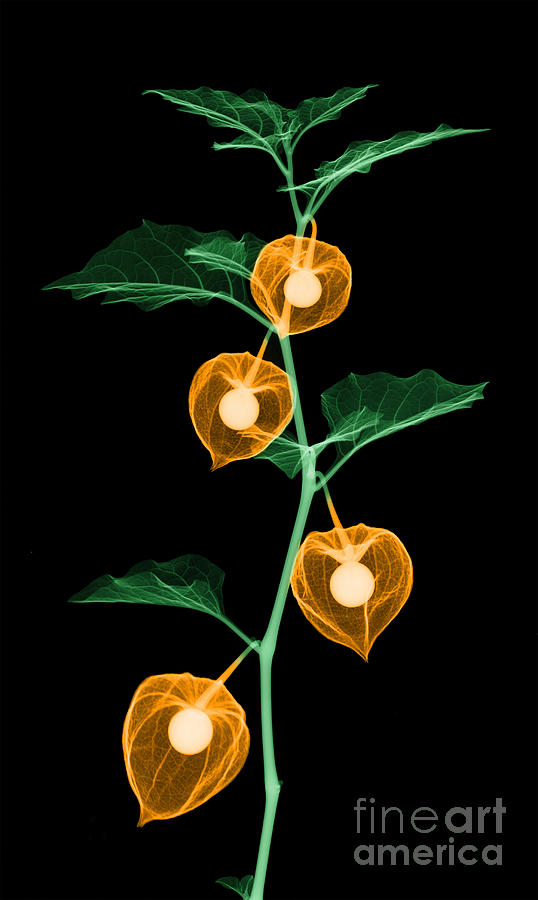 Nature Photograph - X-ray Of Chinese Lantern Plant #2 by Ted Kinsman