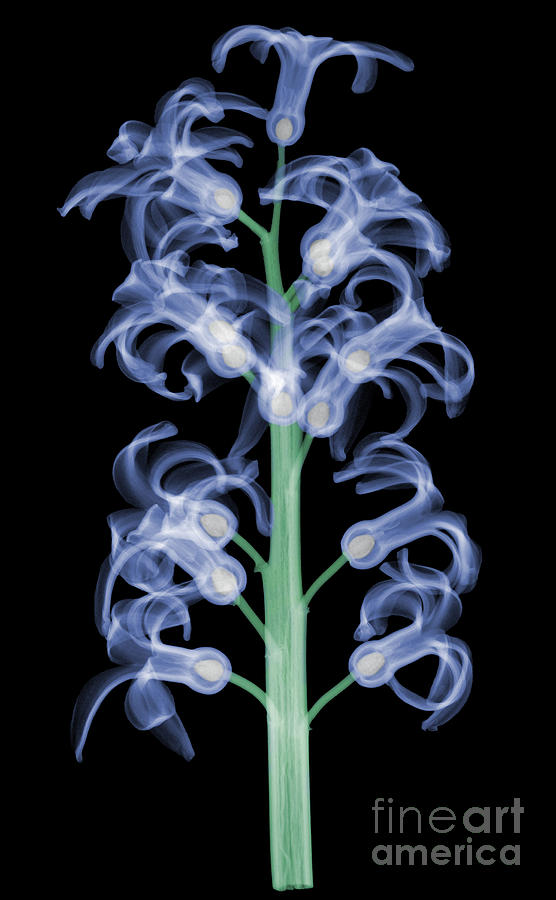 X-ray Of Hyacinth #5 Photograph by Ted Kinsman