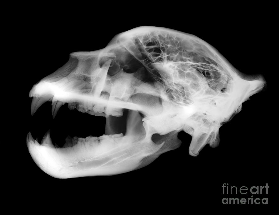 X-ray Of Kodiak Bear Skull #2 Photograph by Ted Kinsman