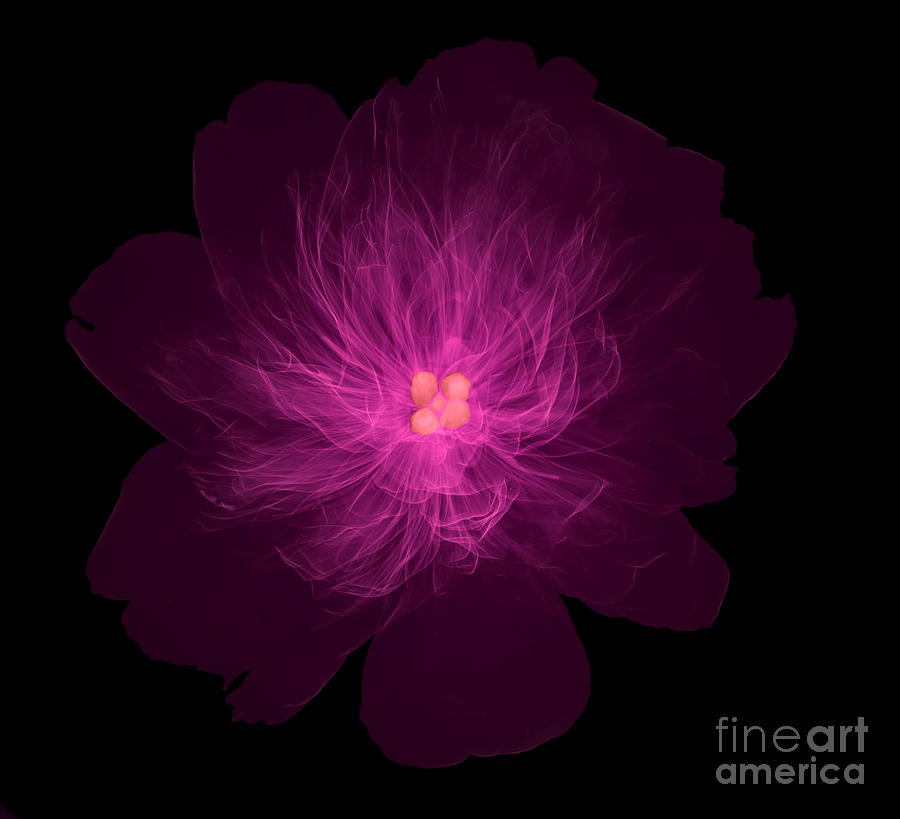X-ray Of Peony Flower #2 Photograph by Ted Kinsman