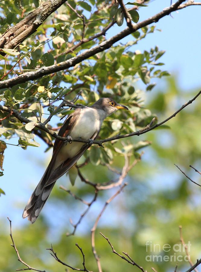 Yellow-billed Cuckoo #2 Photograph by Jack R Brock
