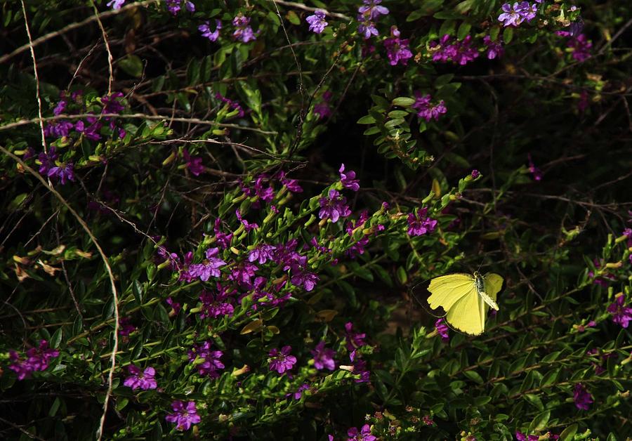 Butterfly Photograph - Yellow Butterfly #2 by Noel Elliot