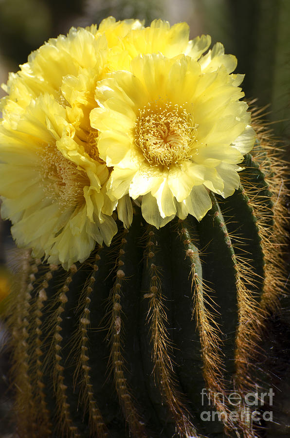 Yellow cactus flower #2 Photograph by Jim And Emily Bush