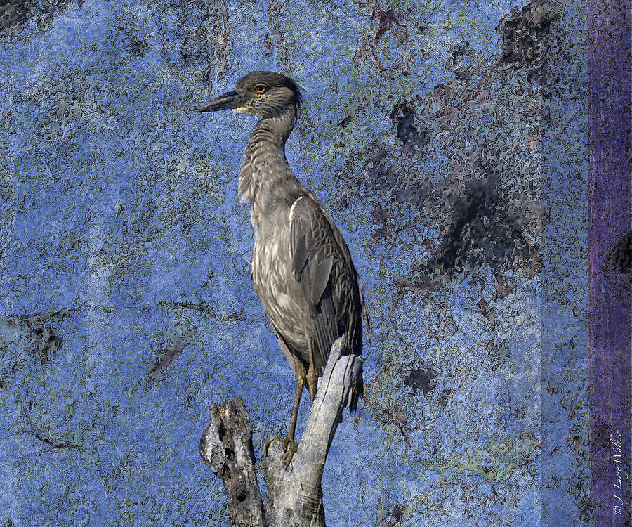 Yellow-Crowned Night Heron #2 Digital Art by J Larry Walker