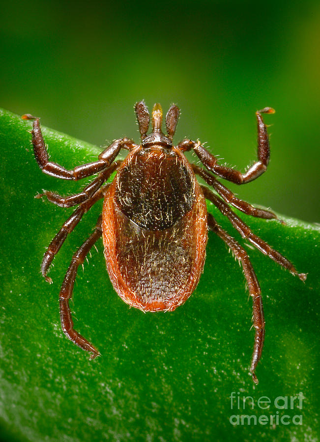 Insects Photograph - Yellow Dog Tick #2 by Science Source