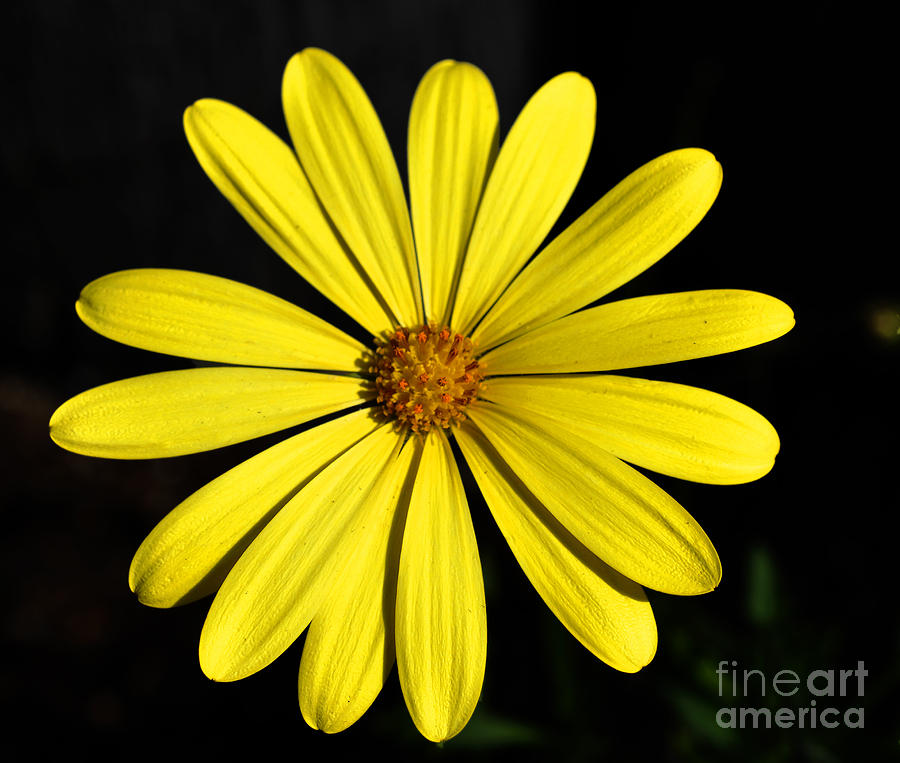 Yellow Floral #2 Photograph by Clayton Bruster
