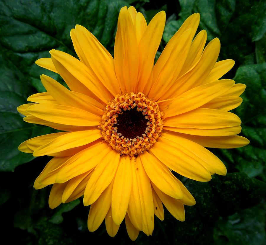 Yellow Flower Photograph by Donna Shaw