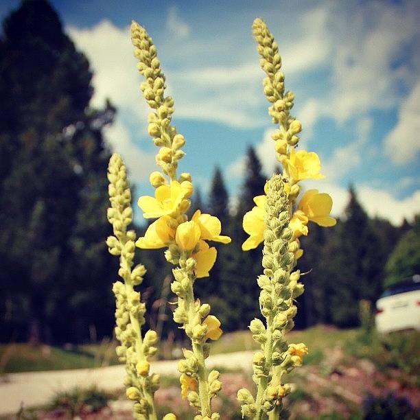 Nature Photograph - Yellow Flowers #2 by Luisa Azzolini
