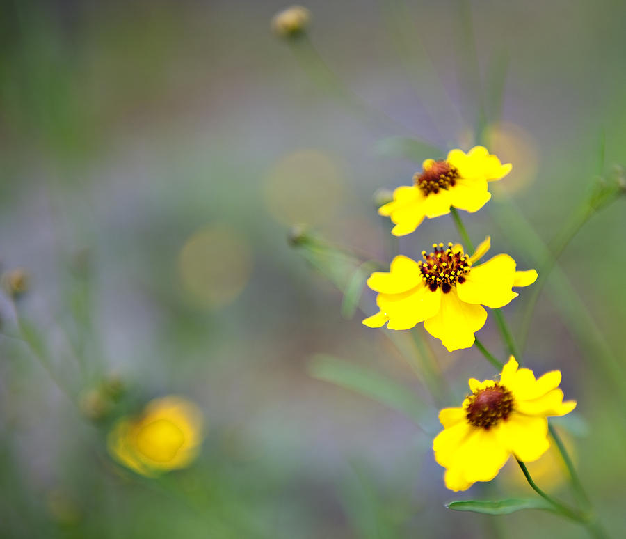 Flower Photograph - Yellow Flowers #2 by Malania Hammer