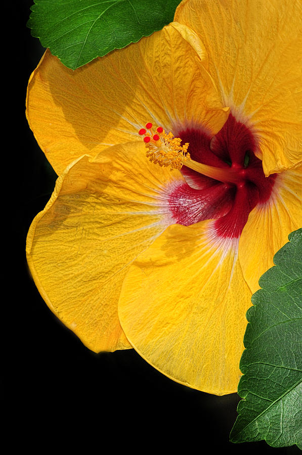 Yellow Hibiscus #2 Photograph by Dave Mills