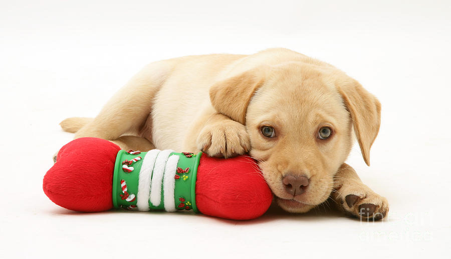 Christmas Photograph - Yellow Labrador Retriever Puppy #2 by Jane Burton