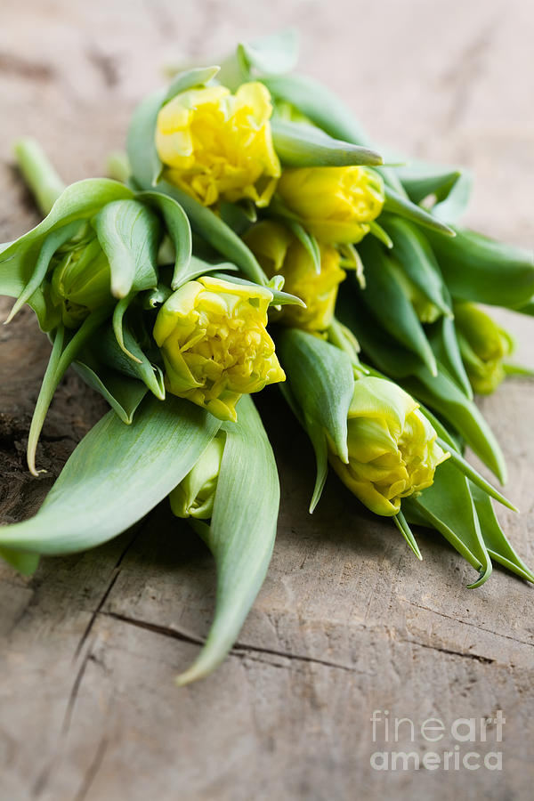Yellow tulips #2 Photograph by Kati Finell