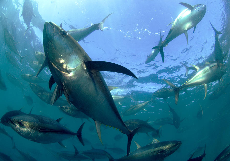 Fish Photograph - Yellowfin Tuna #2 by Louise Murray