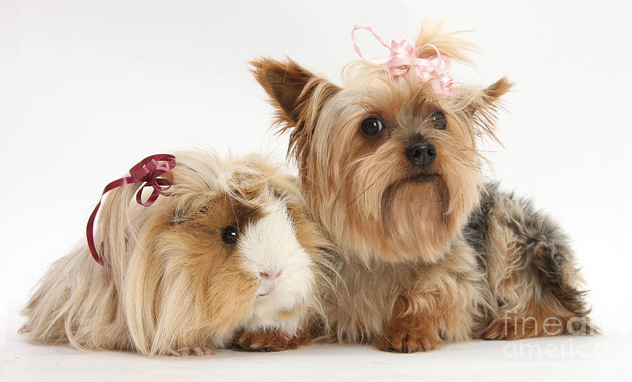 Yorkshire Terrier And Guinea Pig #2 Photograph by Mark Taylor