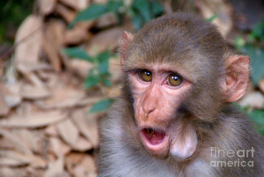 Young Rhesus Macaque with Food in Cheeks Photograph by Serena Bowles