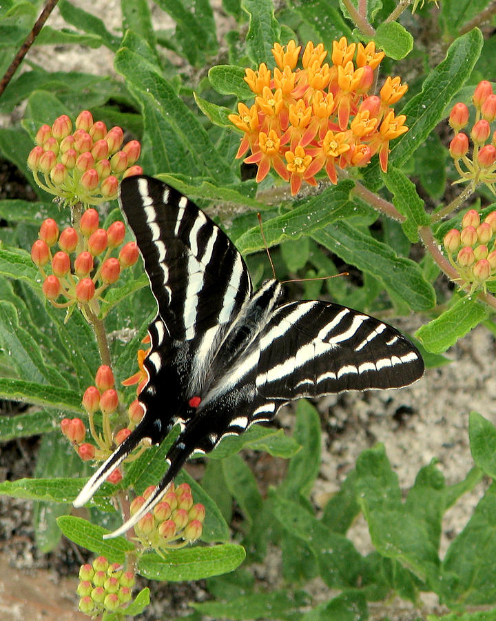 Zebra Swallowtail #2 Photograph by Peggy Urban