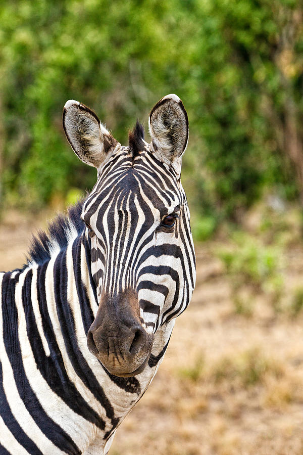 Zebras in the Masai Mara #3 Photograph by Perla Copernik