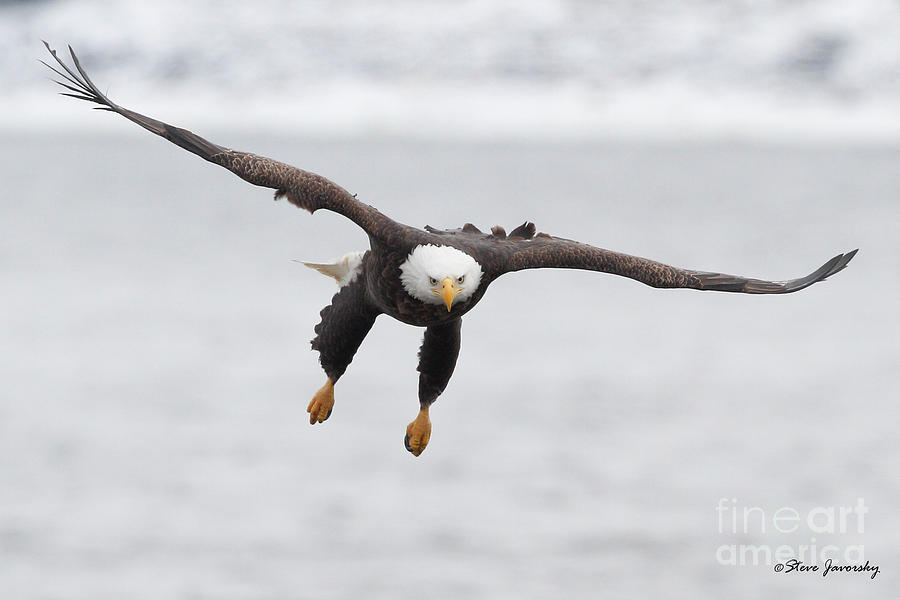 Bald Eagle #20 Photograph by Steve Javorsky