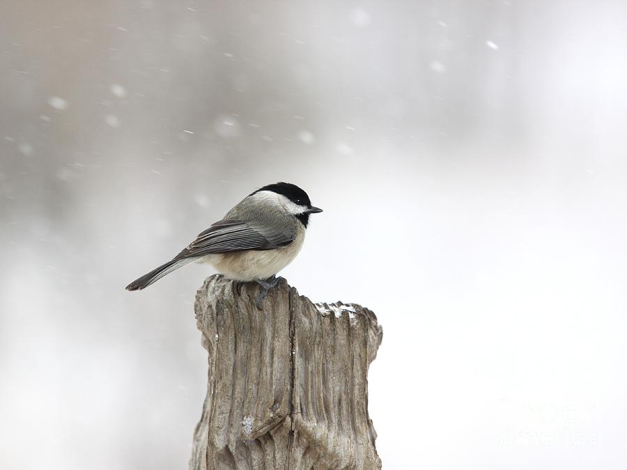 Black-capped Chickadee #20 Photograph by Jack R Brock