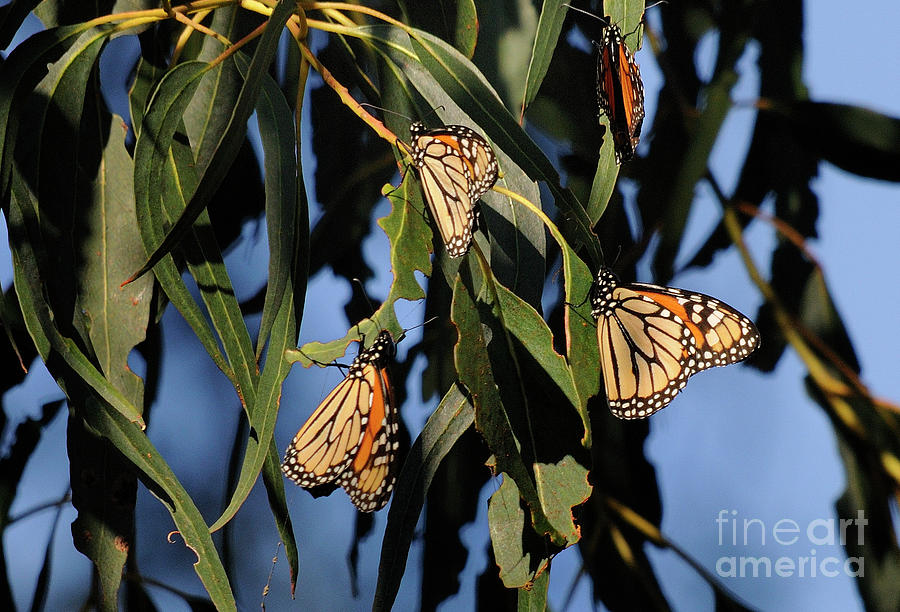 Butterflies #20 Photograph by Marc Bittan