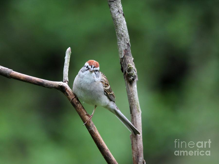 Chipping Sparrow #20 Photograph by Jack R Brock