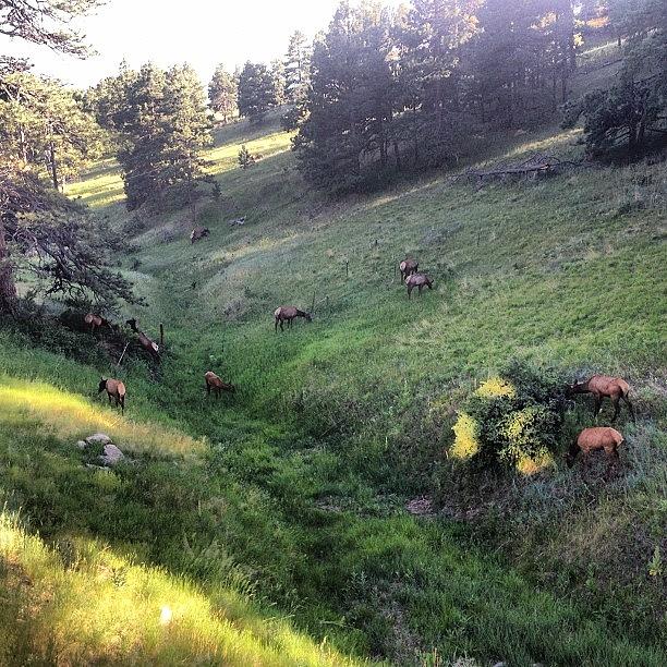 20+ Elk Taking Easy In The Heat Photograph by Patrick Obando